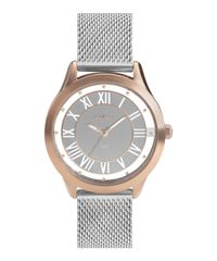 9996115-Rose_1